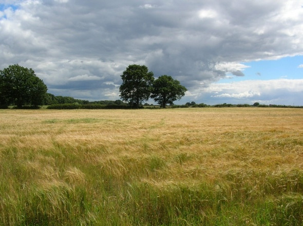 Photo 6"x4" Across a field of barley Wigginton\/SE5958 c2008