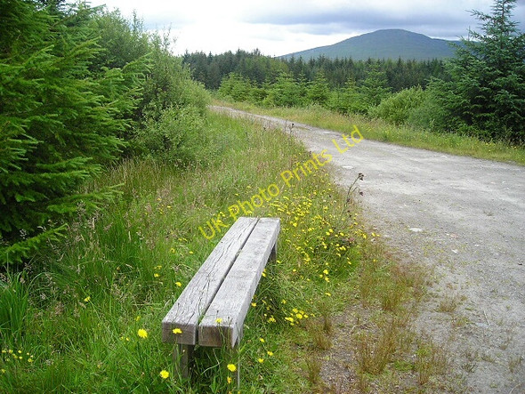 Photo 6"x4" A Place to Rest in Leanachan Forest Alltour c2007