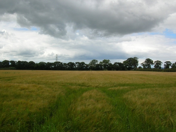Photo 6"x4" Barley off Corban Lane Shipton\/SE5558 c2008