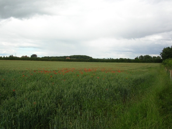 Photo 6"x4" Poppies off Corban Lane Shipton\/SE5558 c2008