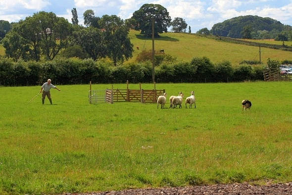 Photo 6"x4" Sheepdog Trials, Osmotherley Show Thimbleby\/SE4495 c2008