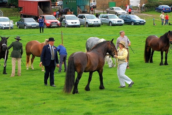 Photo 6"x4" The Horses, Osmotherley Show Osmotherley c2008