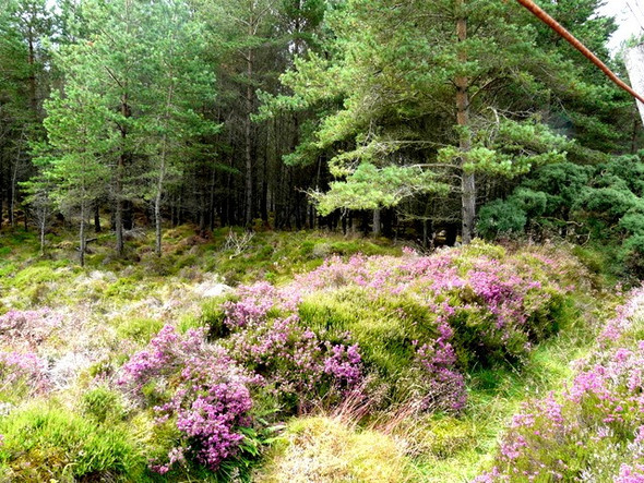 Photo 6"x4" Heather by track to Loch Tarvie Little Torboll c2008