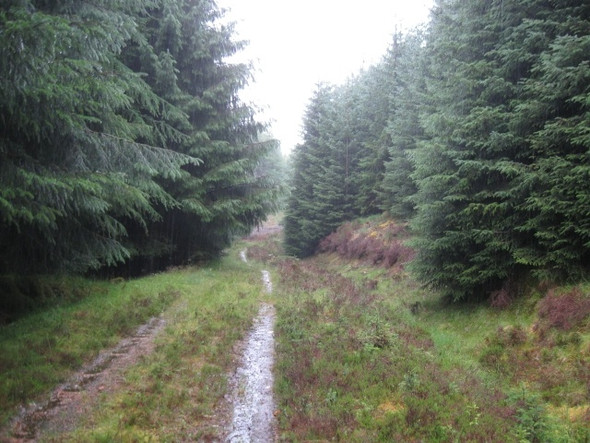 Photo 6"x4" Southward down soaked forestry track near Spean Bridge Stronaba c2008
