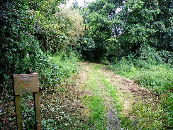 Photo 6"x4" Footpath, Lyme Regis Lyme Regis c2008