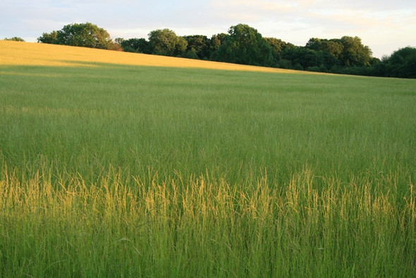 Photo 6"x4" Field Near Risley Risley\/SK4635 c2008