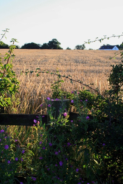 Photo 6"x4" Field Near Risley Risley\/SK4635 c2008