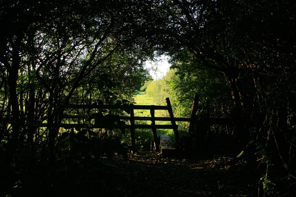 Photo 6"x4" Through a Thick Hedge Risley\/SK4635 c2008