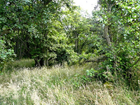 Photo 6"x4" Talich Nature Reserve Fearn c2008