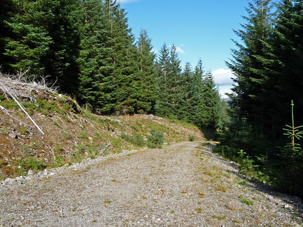 Photo 6"x4" Strathbran Plantation Strathbran Plantation c2008