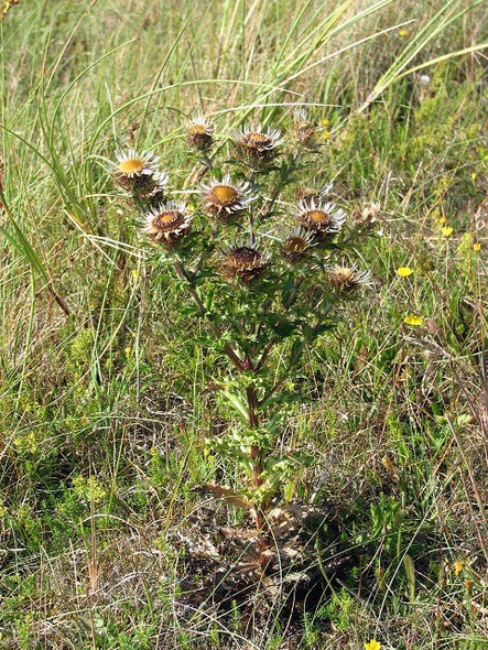 Photo 6"x4" A Carline thistle (Carlina spec.) Burnham Overy Staithe c2008