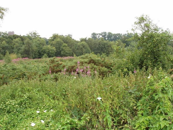 Photo 6"x4" Overgrown roadside near Beaconsfield Beaconsfield c2008