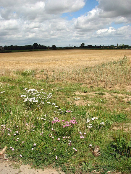 Photo 6"x4" View towards Upton Green Fishley\/TG4011 c2008