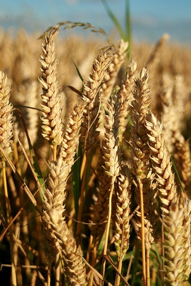 Photo 6"x4" Almost ready Saxton c2008