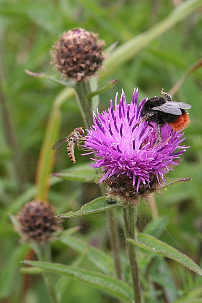 Photo 6"x4" Knapweed (Centaurea nigra) with Bumble Bee Inverkeilor c2008
