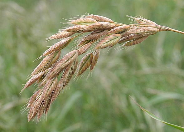 Photo 6"x4" What is this grass? Inverkeilor c2008