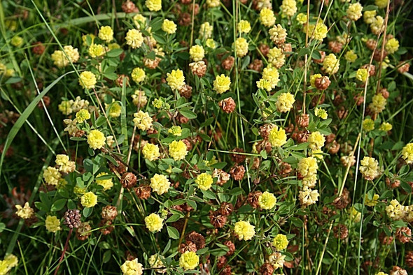 Photo 6"x4" Black Medick (Medicago lupulina) Red Head\/NO7047 c2008