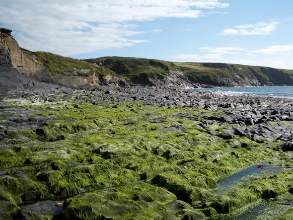 Photo 6"x4" Abereiddy Beach: the southern end at low tide Abereiddy c2008
