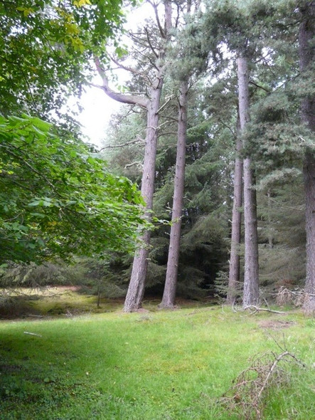 Photo 6"x4" In Balblair Wood Kirkton\/NH7998 c2008