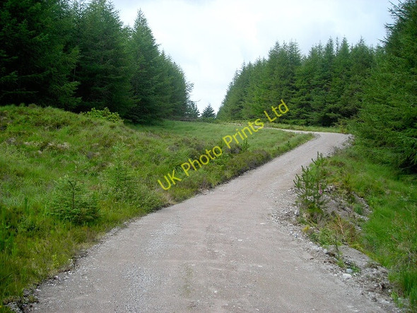 Photo 6"x4" Track in Leanachan Forest Torlundy c2007
