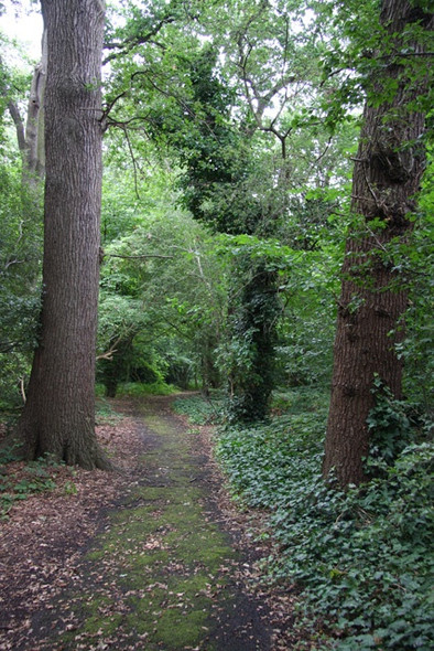 Photo 6"x4" Footpath in Little Wood Finchley c2008