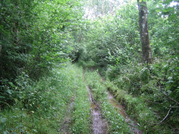 Photo 6"x4" Restricted byway, Stockton Wood Mooray c2007