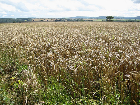 Photo 6"x4" Wheat field at Fawley Cross Brinkley Hill c2008