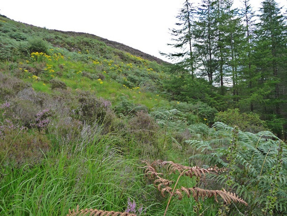 Photo 6"x4" Hillside above Kyle Rhea Kylerhea\/Caol Reatha c2008
