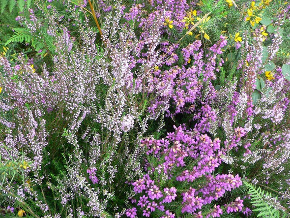 Photo 6"x4" Vegetation change Butts\/SX8089 c2008