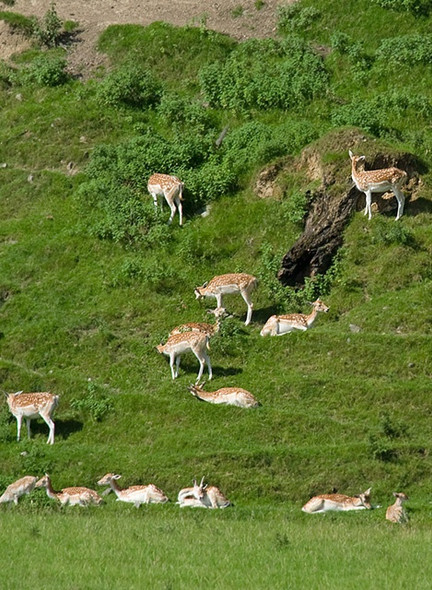 Photo 6"x4" Fallow deer Beetham\/SD4979 c2008