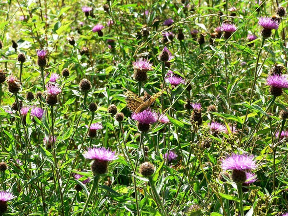 Photo 6"x4" Lesser Knapweed Butts\/SX8089 c2008