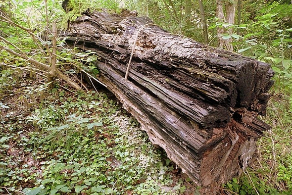 Photo 6"x4" Returning to nature Lower Basildon c2008