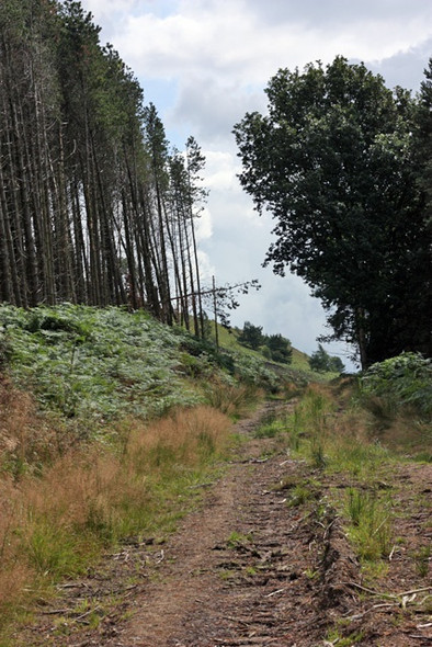 Photo 6"x4" Forestry Track, Ayton Banks Wood Little Ayton c2008