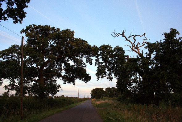 Photo 6"x4" Oak Guardians Dale Moor c2008
