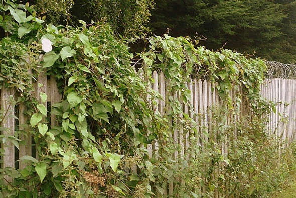 Photo 6"x4" Boundary of Coombe Park Whitchurch-on-Thames c2008
