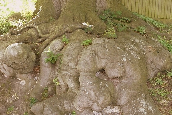Photo 6"x4" Showing ones roots Whitchurch-on-Thames c2008