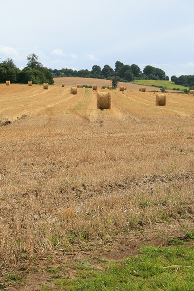 Photo 6"x4" Hay Bales Ampthill c2008