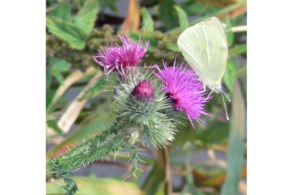 Photo 6"x4" Large White Butterfly along the River Sence Wellsborough c2008
