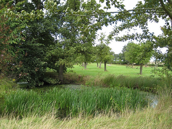 Photo 6"x4" Pond and orchard, Bulley Farm, Bulley Bulley c2008