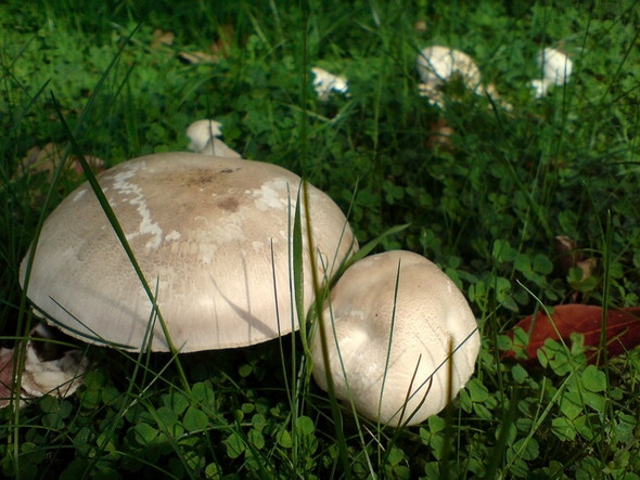 Photo 6"x4" Fungus, Cranmore Park, Belfast Belfast c2008