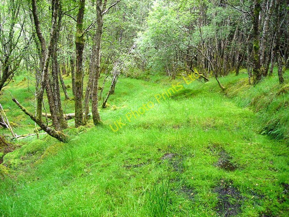 Photo 6"x4" Path in Leanachan Forest Allt Choimhlidh c2007