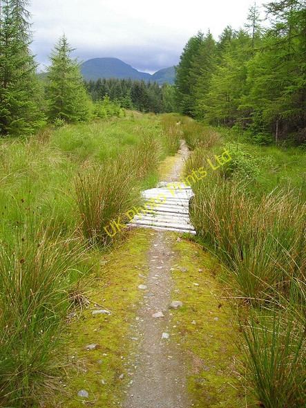Photo 6"x4" Cycle Trail in Leanachan Forest Alltour c2007