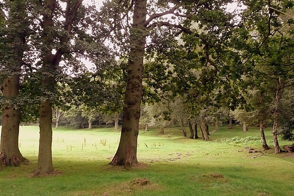 Photo 6"x4" Woodland off Chalky Lane Curridge c2008