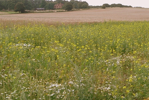 Photo 6"x4" Fields near Rookery Farm Curridge c2008
