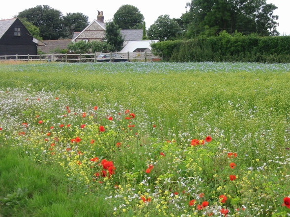 Photo 6"x4" Wild flowers in the flax field, West Hougham West Hougham c2008