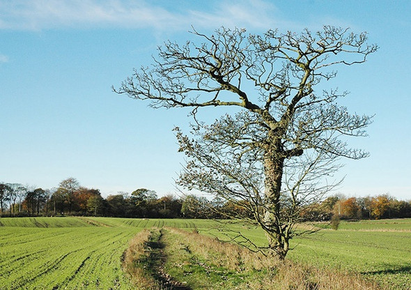 Photo 6"x4" Footpath to Borsdane Wood Hindley\/SD6204 c2005