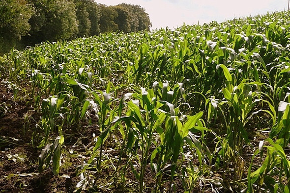 Photo 6"x4" Crops above Usk Usk\/Brynbuga c2008