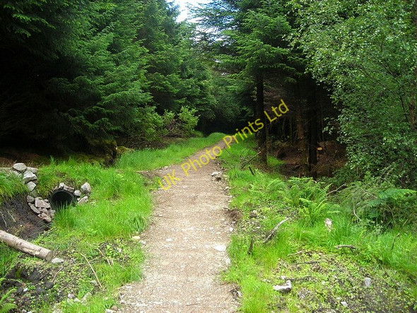 Photo 6"x4" Cycle Trail in Leanachan Forest Torlundy c2007 P1