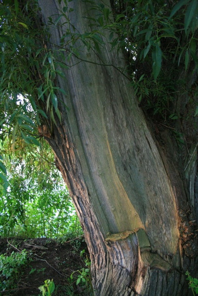 Photo 6"x4" Split Willow Great Wilne c2008