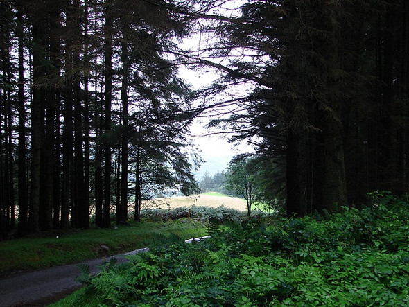 Photo 6"x4" Forestry and clearing at Allt Tyn-y-graig Cwmerfyn c2008